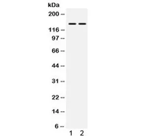 Myosin Phosphatase Antibody / PPP1R12A - image 1