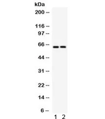 SLC22A2 Antibody - image 1