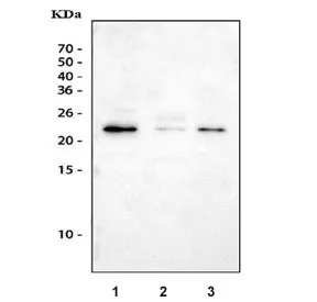 Gremlin 1 Antibody - image 1