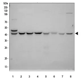KIN17 Antibody - image 1