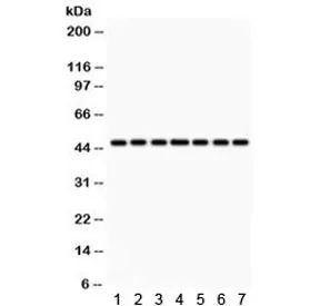 IDH1 Antibody - image 1