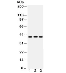 HLA-A Antibody - image 1