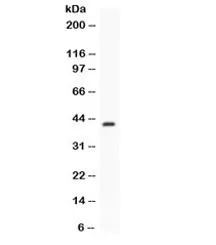 CFD Antibody / Complement Factor D - image 1