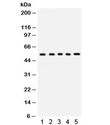 Vitronectin Antibody - image 1