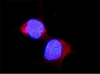 ALDH2 Antibody - image 1