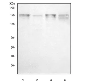 Thrombospondin Antibody / THBS1 - image 1