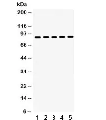 HSP90 beta Antibody / HSP90AB1 - image 1