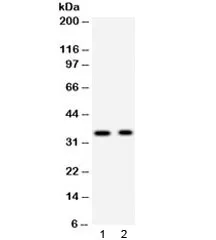 Synaptophysin Antibody - image 1