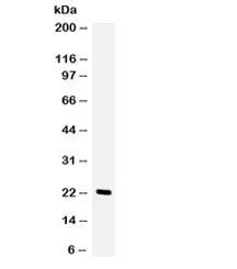 Granulocyte-Colony Stimulating Factor Antibody / CSF3 - image 1