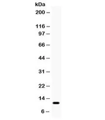 CCL3 Antibody / MIP-1 alpha - image 1