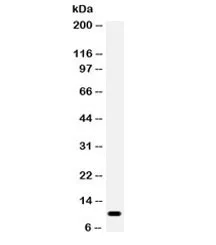 CCL4 Antibody / MIP-1 beta - image 1