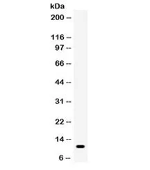 CCL5 Antibody / RANTES - image 1