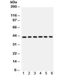 L-Selectin Antibody (CD62L) - image 1