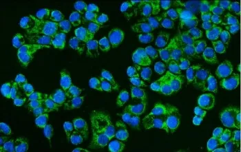 CD46 Antibody - image 1