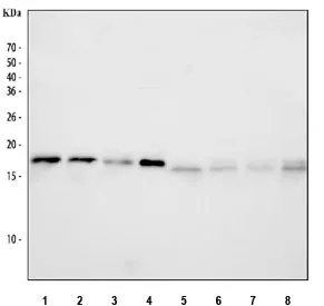 NME1 Antibody / NM23 - image 1