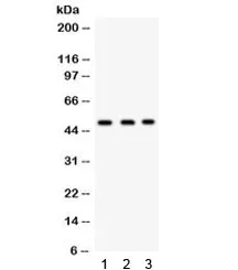 FUT1 Antibody - image 1