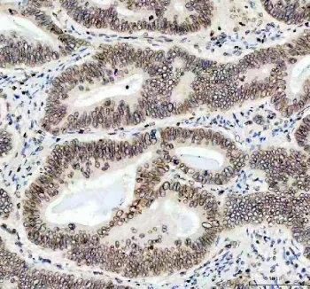Lamin B1 Antibody - image 1