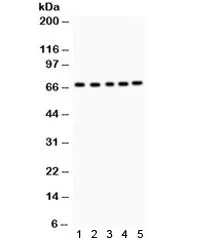 Acetylcholinesterase Antibody / ACHE - image 1
