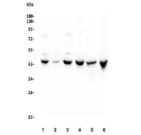 Cystathionase Antibody - image 1