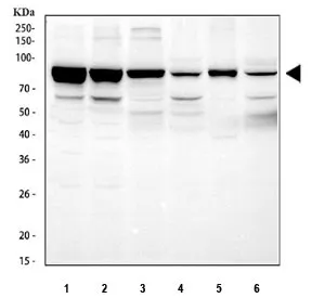 STAT3 Antibody - image 1