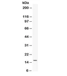 Leptin Antibody / LEP - image 1