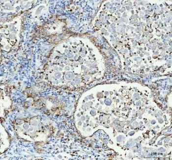 Aquaporin 4 Antibody / AQP4 - image 1