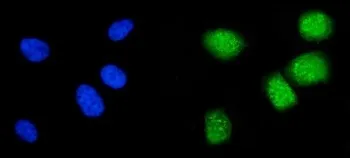 Cyclin A1 Antibody / CCNA1 - image 1