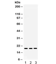 CXCL9 Antibody / MIG - image 1