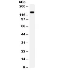 NMDAR2C Antibody / GRIN2C - image 1