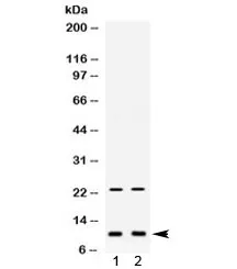 Eg-Vegf Antibody / Prokineticin-1 - image 1