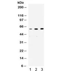 NONO Antibody / p54nrb - image 1