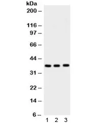 Syntaxin 1a Antibody - image 1