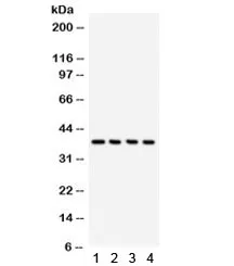 JAB1 Antibody - image 1