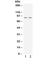 UHRF2 Antibody / NIRF - image 1