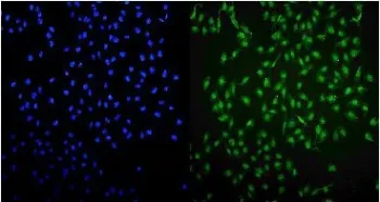 UHRF1 Antibody - image 1