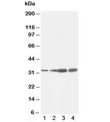 PCNA Antibody - image 1