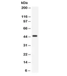 CD33 Antibody - image 1