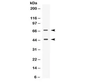 CD33 Antibody - image 1