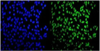 MEF2A Antibody / Myocyte-specific enhancer factor 2A - image 1