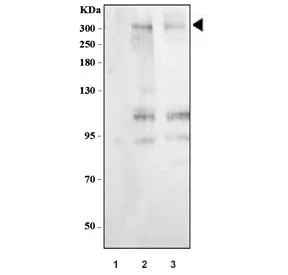 MUC3 Antibody - image 1