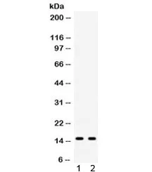 ISG15 Antibody - image 1