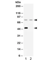 Complement Factor I Antibody / CFI - image 1