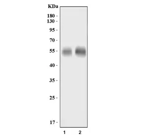 GLAST Antibody / EAAT1 - image 1