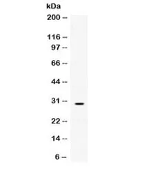 Mast Cell Tryptase Antibody - image 1