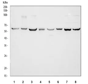 TCP1 beta Antibody / CCT2 - image 1