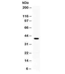 PD-L1 Antibody / B7-H1 / CD274 - image 1