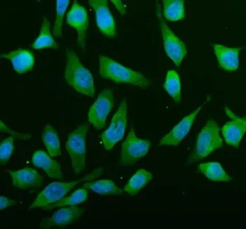 ABCE1 Antibody / ATP binding cassette E1 - image 1