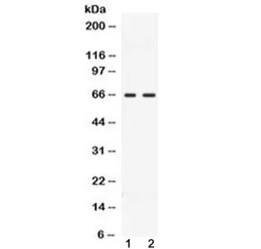 CCDC6 Antibody - image 1