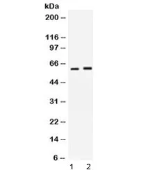 SCTR Antibody - image 1
