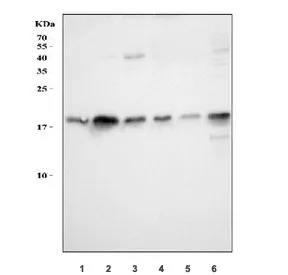 PC4 Antibody / Positive cofactor 4 - image 1